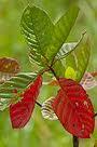 Succiruba leaves.